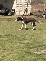 Casey, a female Great Dane for sale in Nevada, TX – Photo 2 of 5