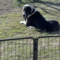 Casey, a female Great Dane for sale in Nevada, TX – Photo 4 of 5
