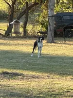 Casey, a female Great Dane for sale in Nevada, TX – Photo 1 of 2