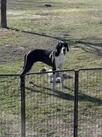 Casey, a female Great Dane for sale in Nevada, TX – Photo 2 of 2