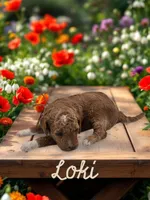 Loki, a male Goldendoodle for sale in Utica, MI – Photo 1 of 3