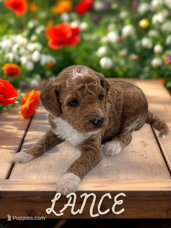 Lance – Goldendoodle puppy for sale in Utica, MI