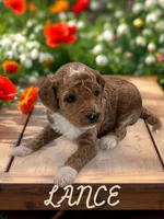 Lance, a male Goldendoodle for sale in Utica, MI – Photo 1 of 3