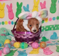 Jazzy, a female Goldendoodle for sale in Utica, MI – Photo 1 of 3