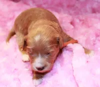 Jazzy, a female Goldendoodle for sale in Utica, MI – Photo 3 of 3