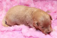 Jessie, a female Goldendoodle for sale in Utica, MI – Photo 3 of 3