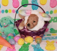 Jessie, a female Goldendoodle for sale in Utica, MI – Photo 1 of 3