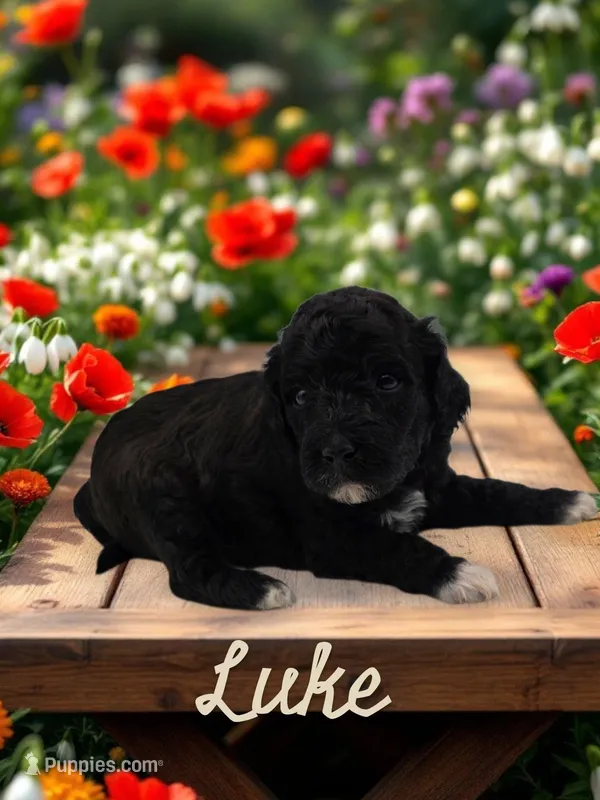 Luke – Goldendoodle puppy for sale in Utica, MI