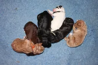 Princess Leia, a female Goldendoodle for sale in Utica, MI – Photo 3 of 3