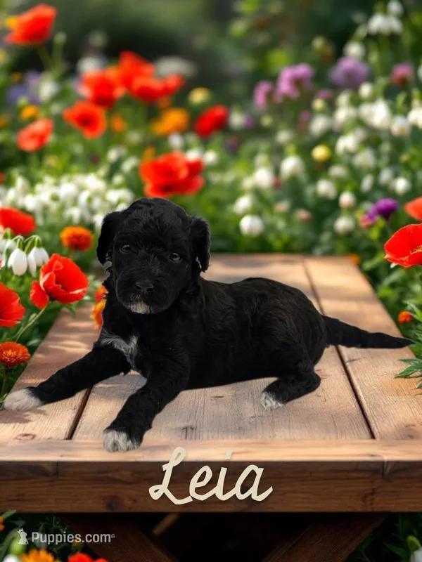 Princess Leia, a female Goldendoodle for sale in Utica, MI – Photo 1 of 3