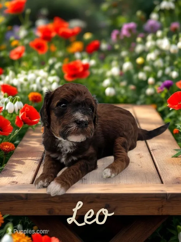 Leo – Goldendoodle puppy for sale in Utica, MI