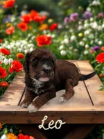 Leo, a male Goldendoodle for sale in Utica, MI – Photo 1 of 3