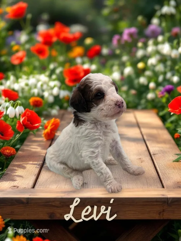 Levi – Goldendoodle puppy for sale in Utica, MI