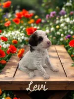 Levi, a male Goldendoodle for sale in Utica, MI – Photo 1 of 3