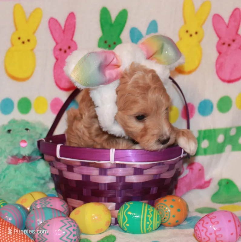 Jodi, a female Goldendoodle for sale in Utica, MI – Photo 1 of 3