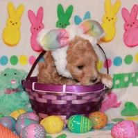 Jodi, a female Goldendoodle for sale in Utica, MI – Photo 1 of 3