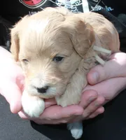Jodi, a female Goldendoodle for sale in Utica, MI – Photo 2 of 3