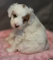 Koda, a male Miniature Goldendoodle for sale in Utica, MI – Photo 2 of 2