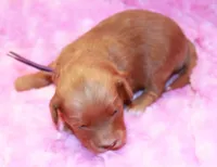 Jewel, a female Goldendoodle for sale in Utica, MI – Photo 2 of 2