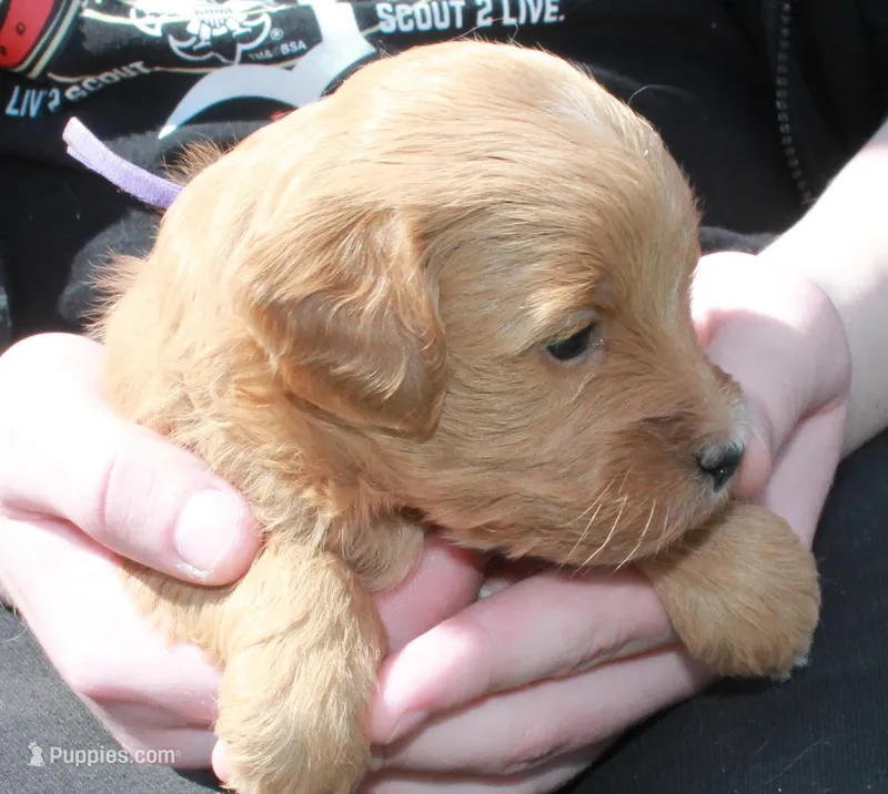 Jewel, a female Goldendoodle for sale in Utica, MI – Photo 1 of 2