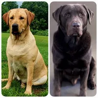 Bella, a female Labrador Retriever for sale in Riverdale, MI – 4 of 10
