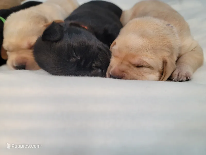 Max – Labrador Retriever puppy for sale in Riverdale, MI