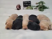 Duke, a male Labrador Retriever for sale in Riverdale, MI – 7 of 10