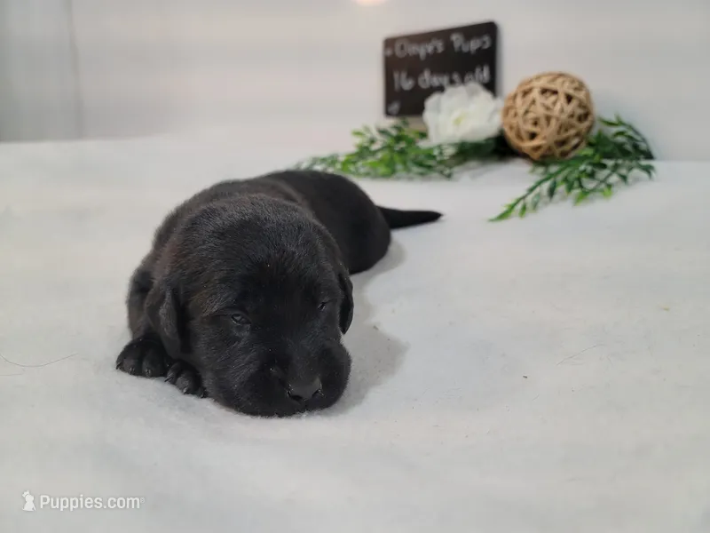 Luna – Labrador Retriever puppy for sale in Riverdale, MI