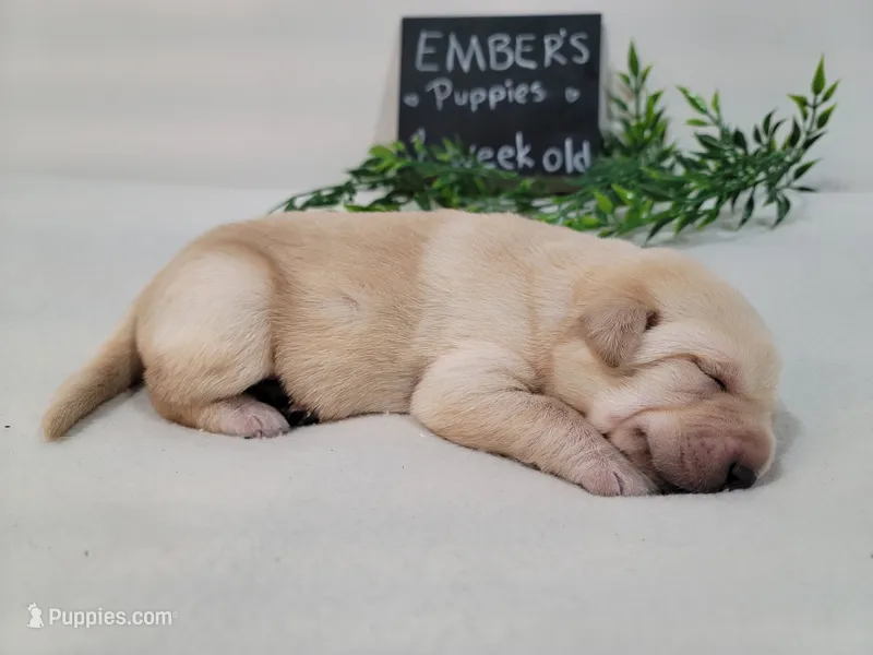 Duke – Labrador Retriever puppy for sale in Riverdale, MI