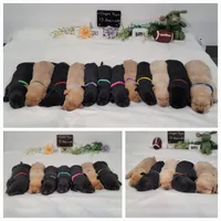 Luna, a female Labrador Retriever for sale in Riverdale, MI – 6 of 10
