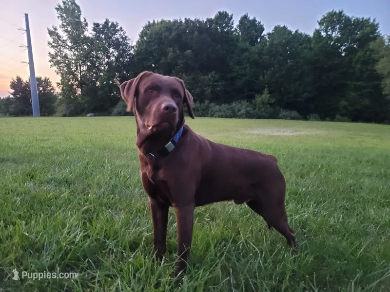 Luna – Labrador Retriever puppy for sale in Riverdale, MI