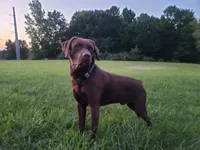 Luna, a female Labrador Retriever for sale in Riverdale, MI – 1 of 10