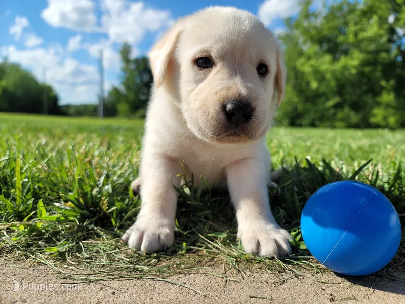 Duke – Labrador Retriever puppy for sale in Riverdale, MI
