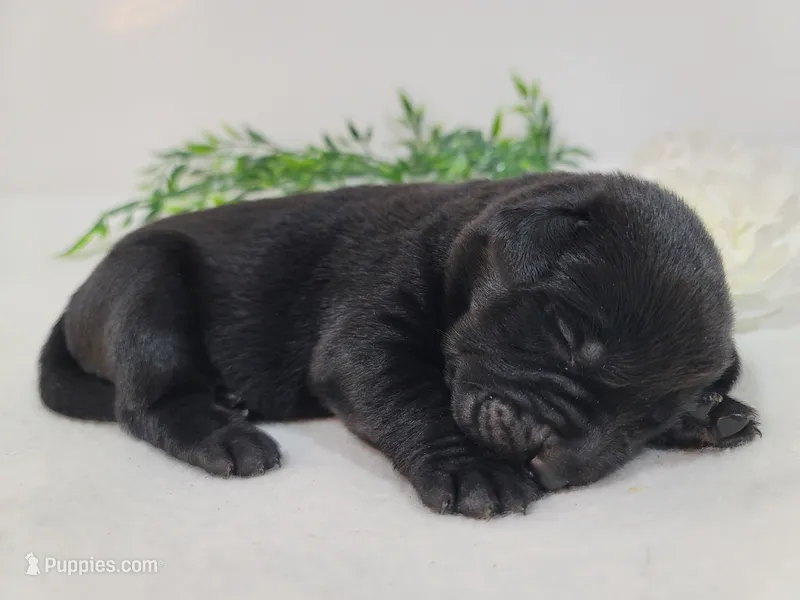 Bella – Labrador Retriever puppy for sale in Riverdale, MI