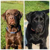 Luna, a female Labrador Retriever for sale in Riverdale, MI – 2 of 10