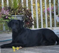 Duke, a male Labrador Retriever for sale in Riverdale, MI – 10 of 10