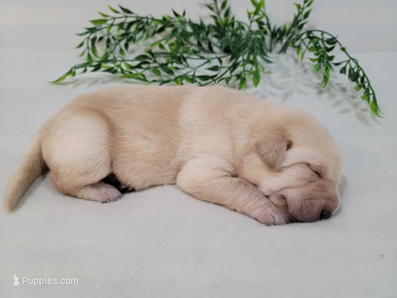 Max – Labrador Retriever puppy for sale in Riverdale, MI