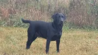 Duke, a male Labrador Retriever for sale in Riverdale, MI – 3 of 10
