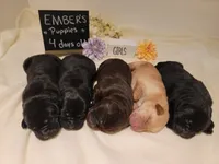 Bella, a female Labrador Retriever for sale in Riverdale, MI – 9 of 10