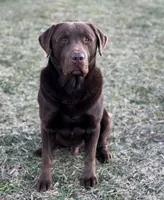 Max, a male Labrador Retriever for sale in Riverdale, MI – 9 of 9