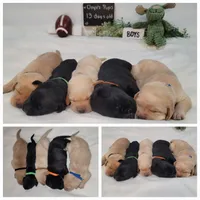 Duke, a male Labrador Retriever for sale in Riverdale, MI – 5 of 10