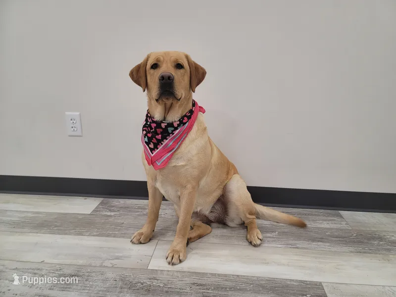 Bella – Labrador Retriever puppy for sale in Riverdale, MI