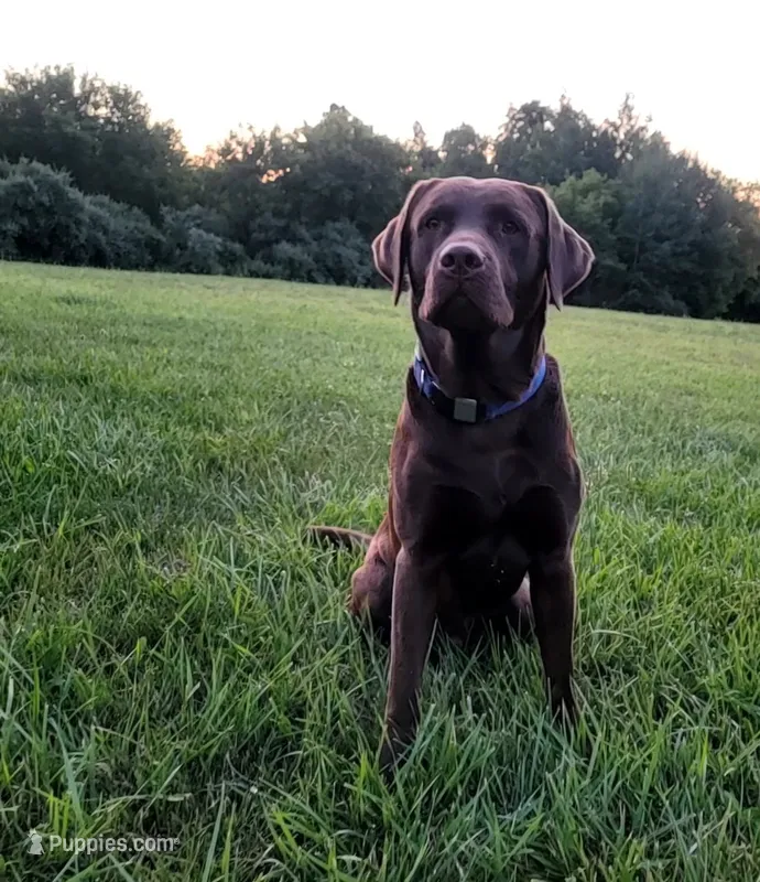 Duke – Labrador Retriever puppy for sale in Riverdale, MI