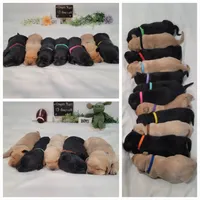 Duke, a male Labrador Retriever for sale in Riverdale, MI – 4 of 10