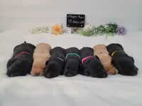 Luna, a female Labrador Retriever for sale in Riverdale, MI – 8 of 10