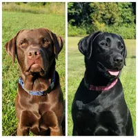 Duke, a male Labrador Retriever for sale in Riverdale, MI – 9 of 10