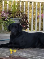 Luna, a female Labrador Retriever for sale in Riverdale, MI – 4 of 10