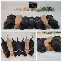 Luna, a female Labrador Retriever for sale in Riverdale, MI – 7 of 10