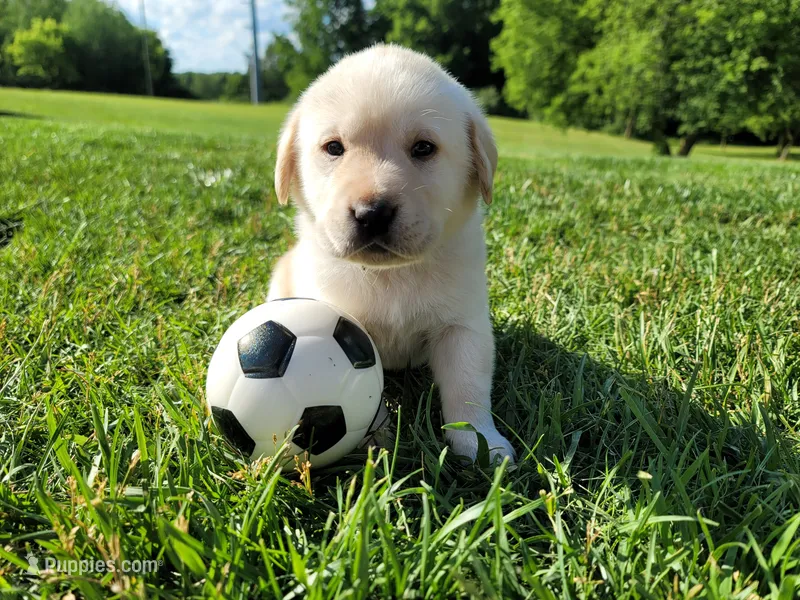 Max – Labrador Retriever puppy for sale in Riverdale, MI