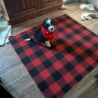 Brock, a male Aussiedoodle for sale in Argyle, WI – Photo 1 of 2